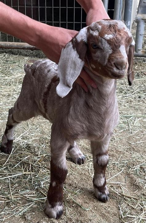 Boer goats texas for sale - The boer goat for sale is the best goat breed for meat. Boer goats for sale in south Africa were first developed in the Eastern Cape region.